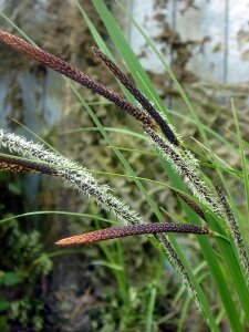 Blades of grass spring flowering