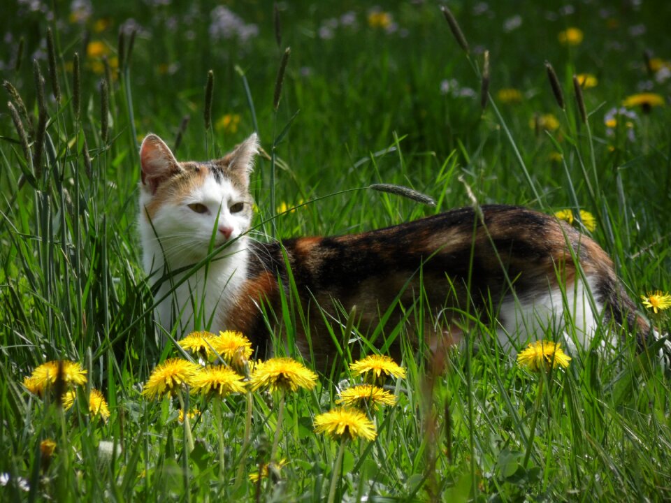 Nature pet animals