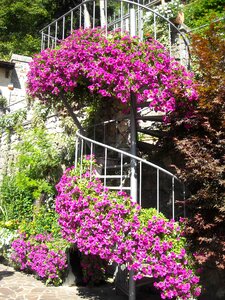 Italy flowers stairs