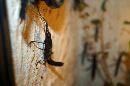Scare insect black