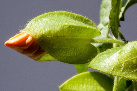 Orange bud blossom