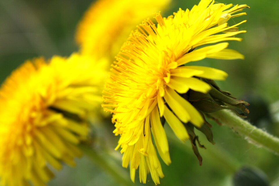 Herbs flower field