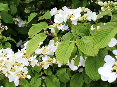 Flowers leaves spring