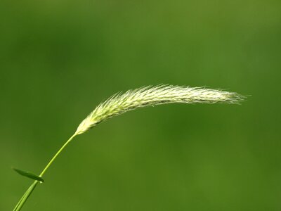 Grass close up macro
