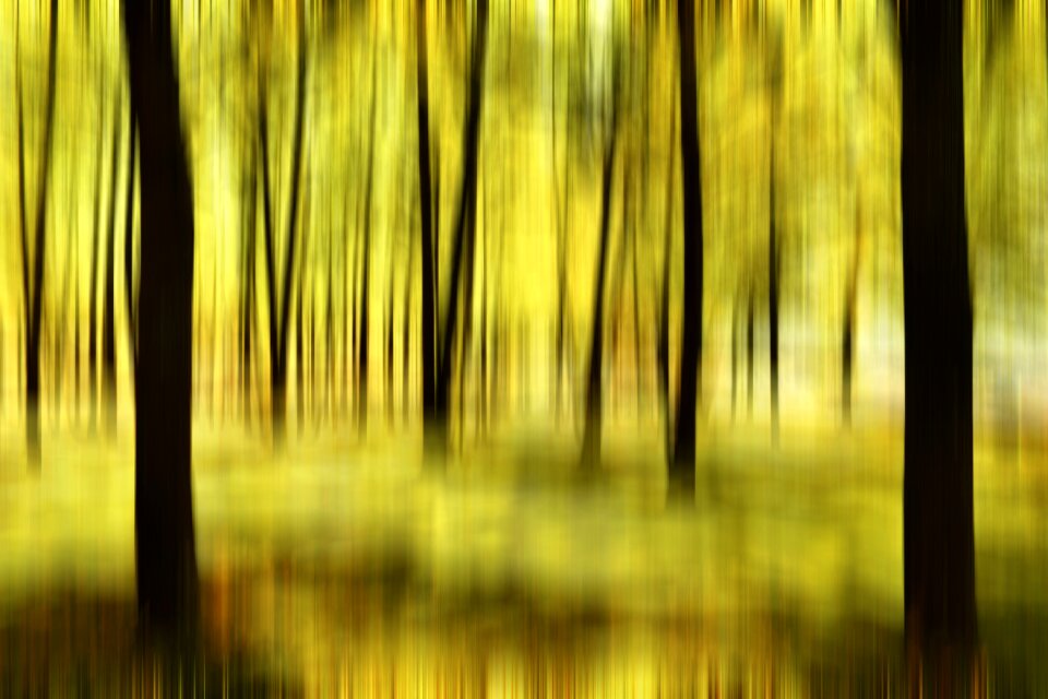 Forest fuzziness background