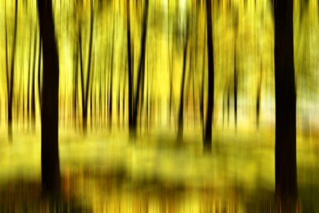 Forest fuzziness background