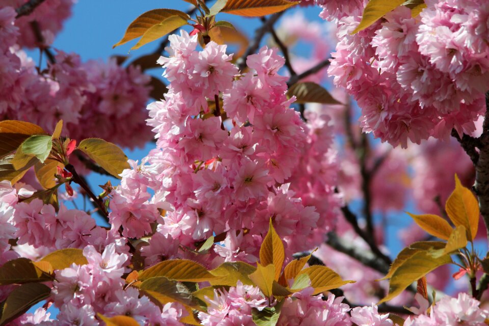 Blossom bloom close up