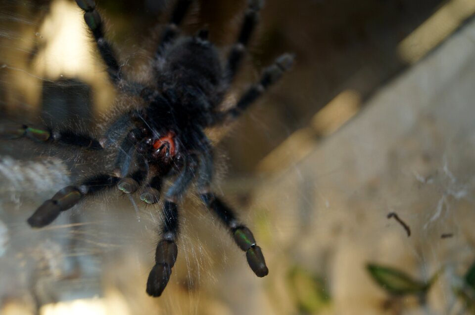 Creepy close up arachnid