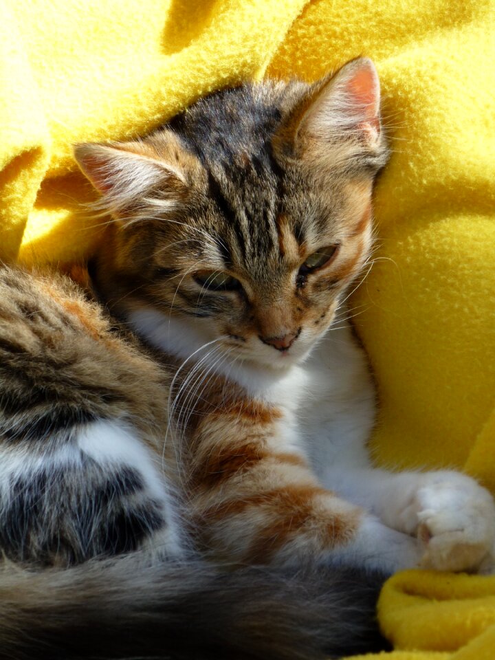 Domestic cat animals tiger cat
