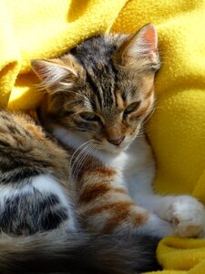 Domestic cat animals tiger cat