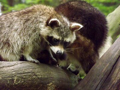 Raccoons bear mammals