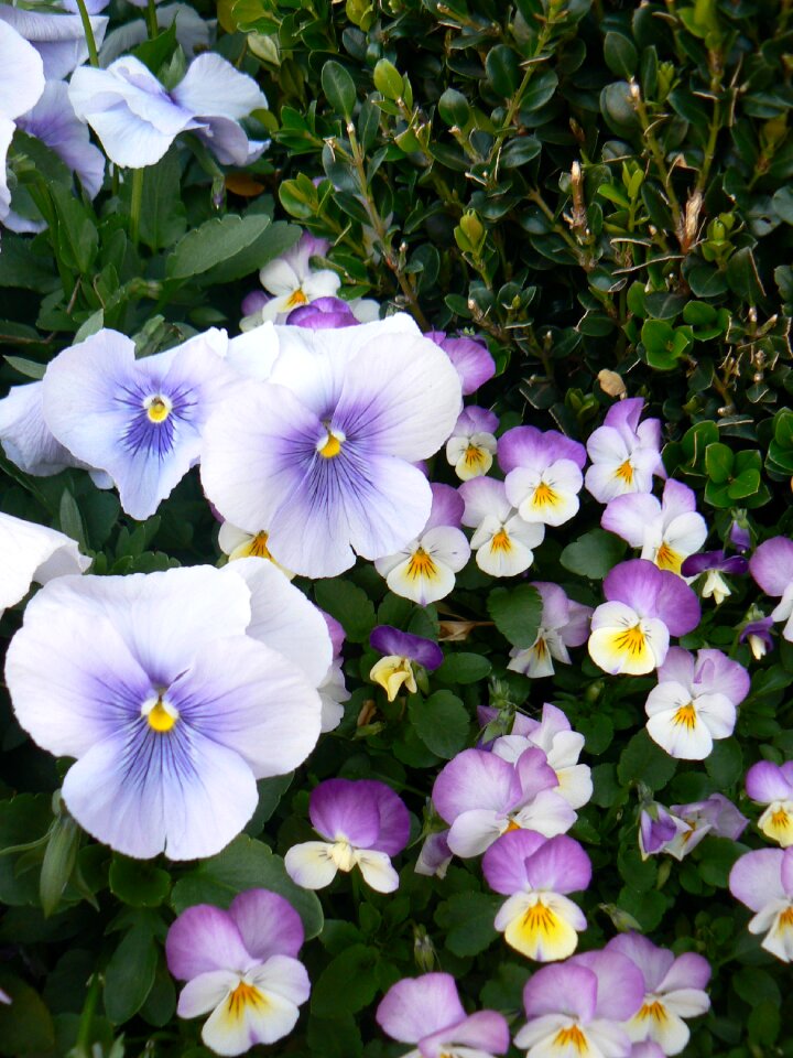 Viola pansies violets