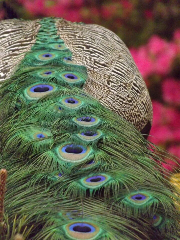 Peacock peacock dress peacock feathers