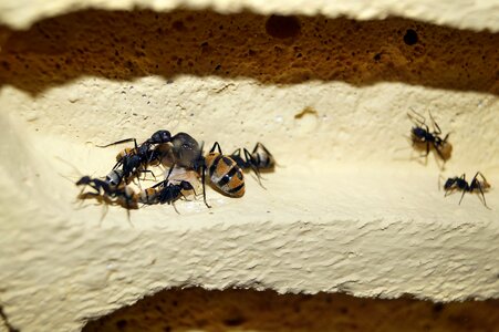 Ants ant queen insect