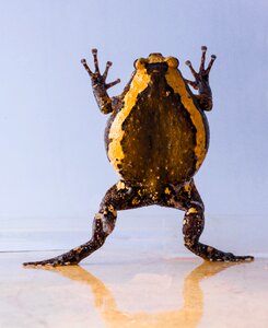 Anuran frog amphibians
