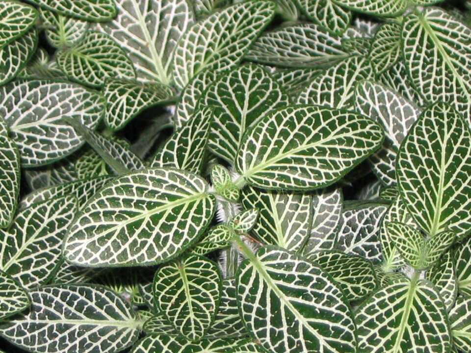 Nature potted plant fresh