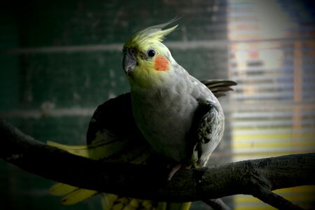 Cockatiel coloring pet