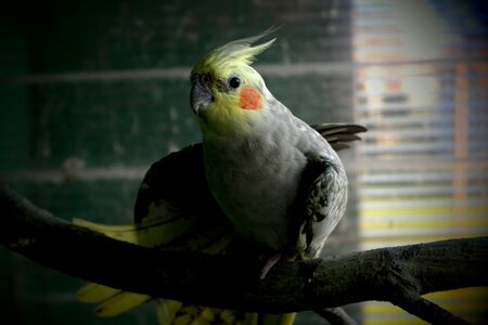 Cockatiel coloring pet photo