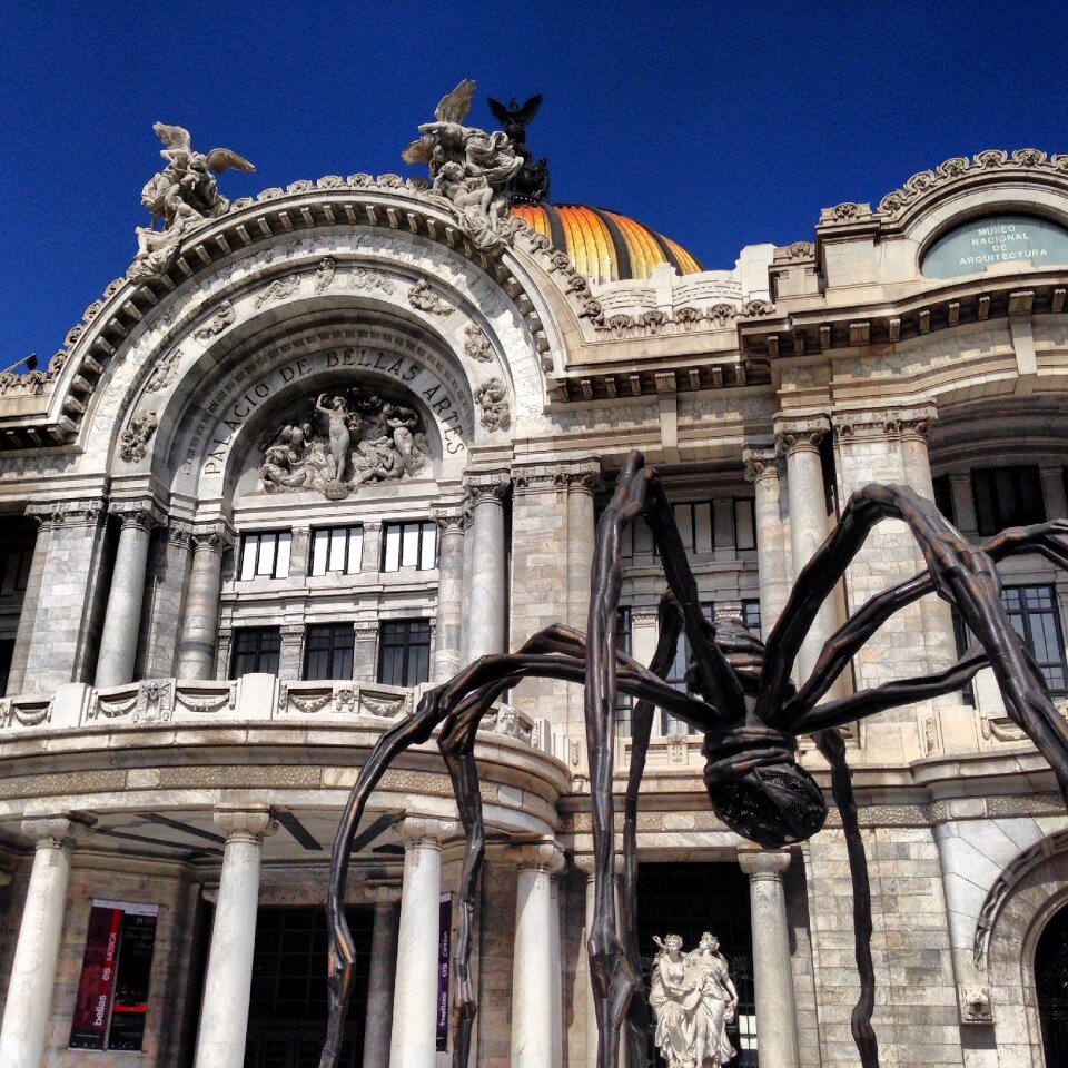Mexico palace spider