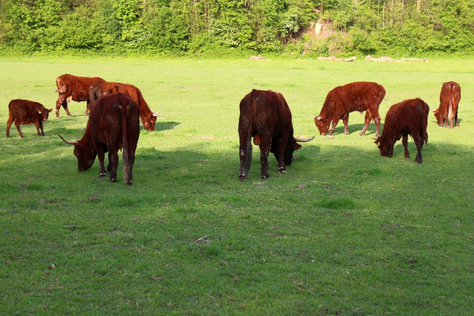 Horns domestic cattle beef