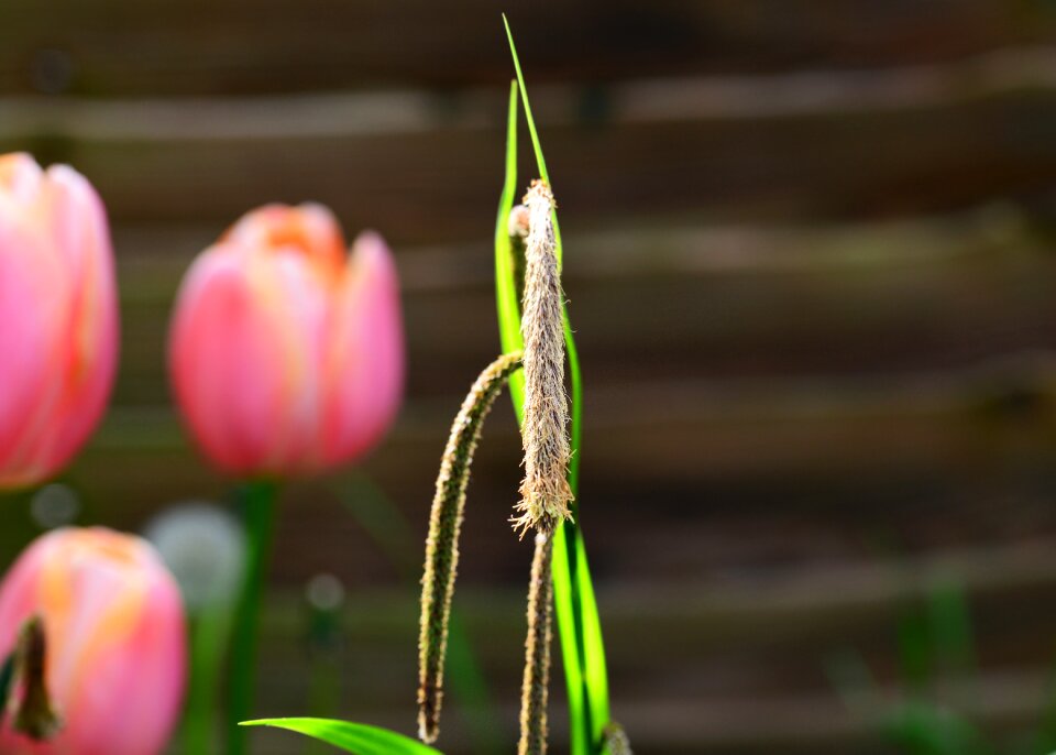 Flowering stem sword edge leaves wild plant