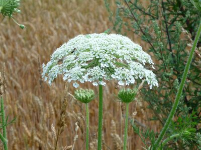 Heracleum mantegazzianum heracleum giganteum weed