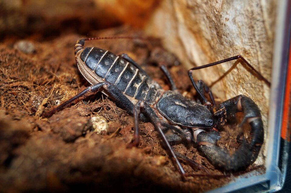 Sting toxic euscorpius italicus