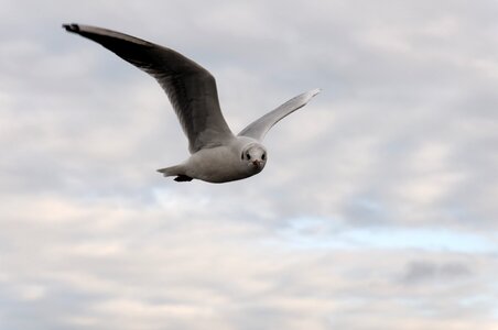 Clouds animal water bird photo