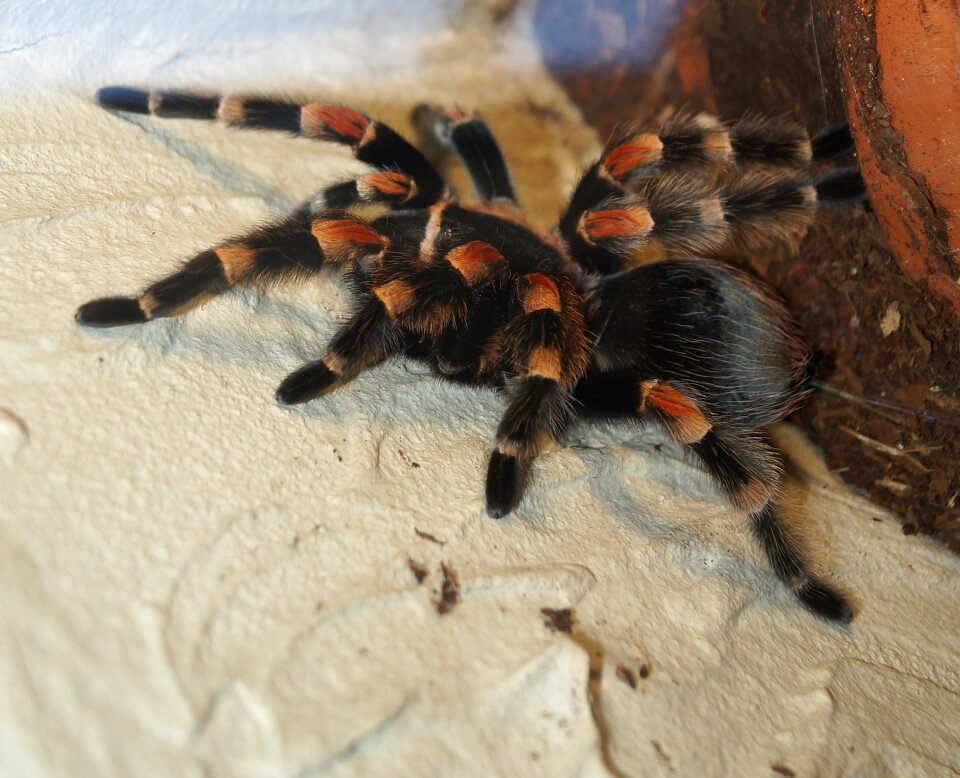Creepy fear arachnophobia