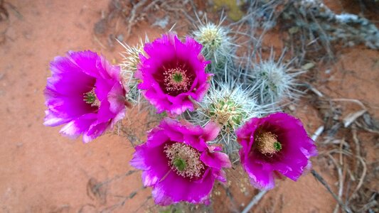 Sedona arizona purple