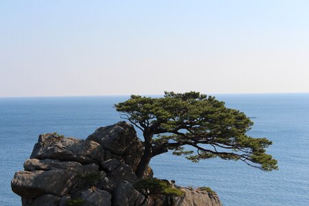 Rock pine sea pines
