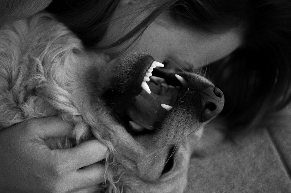 Cuddles love animal