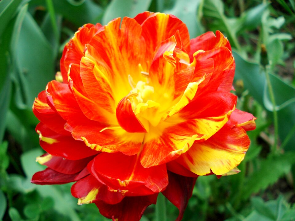Bloom red tulip red flower