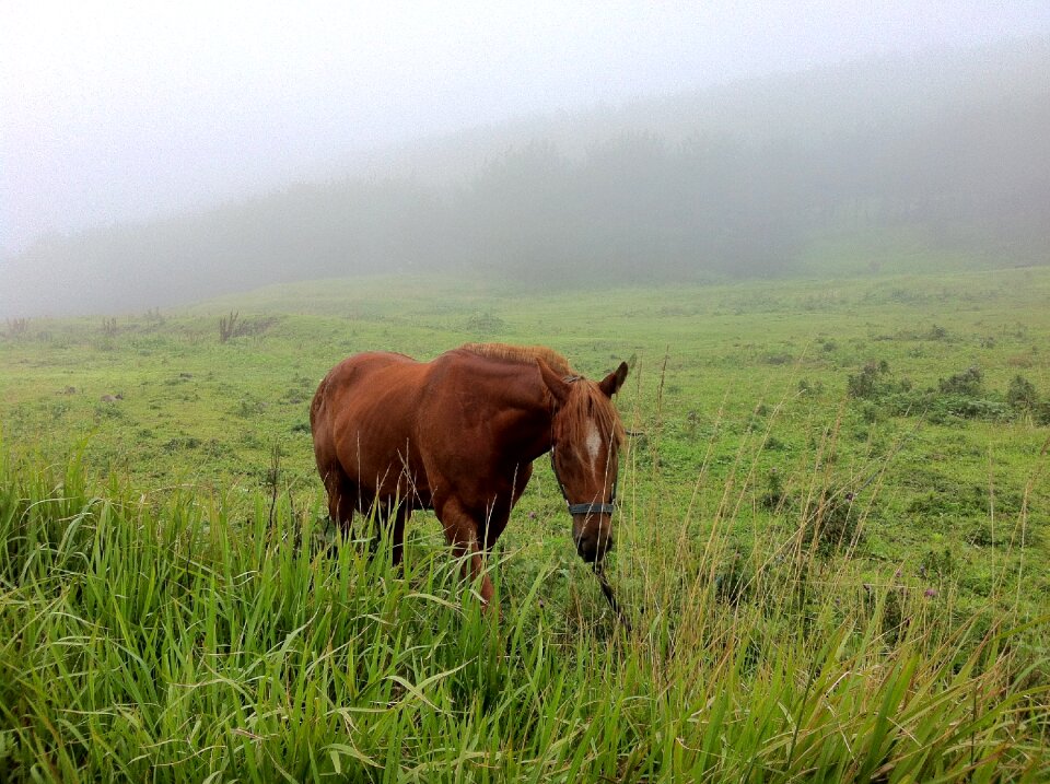Nature jeju island horse