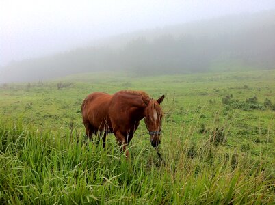 Nature jeju island horse photo