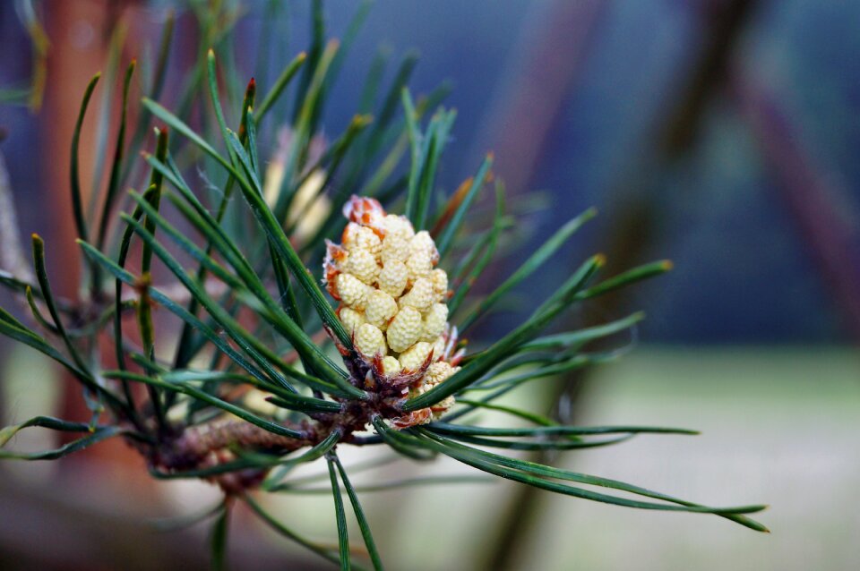 Pine greenhouse conifer needles