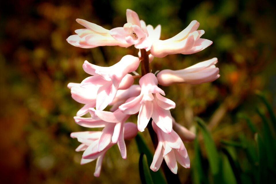 Ornament flower pink