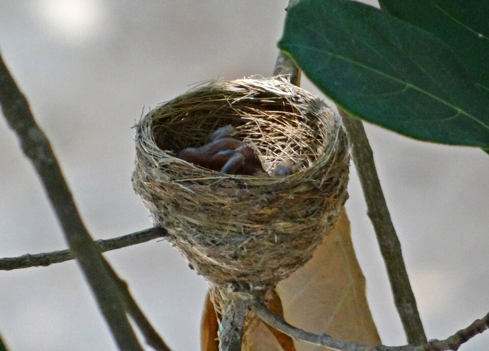 White-throated fantail flycatcher bird rhipidura albicollis