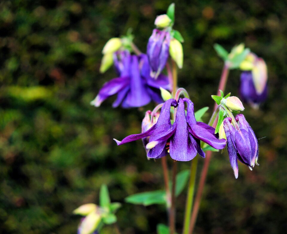 Purple discreet bell shaped