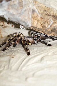 Macro arachnophobisch spider