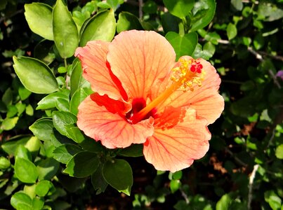 Rosa sinensis china rose flora
