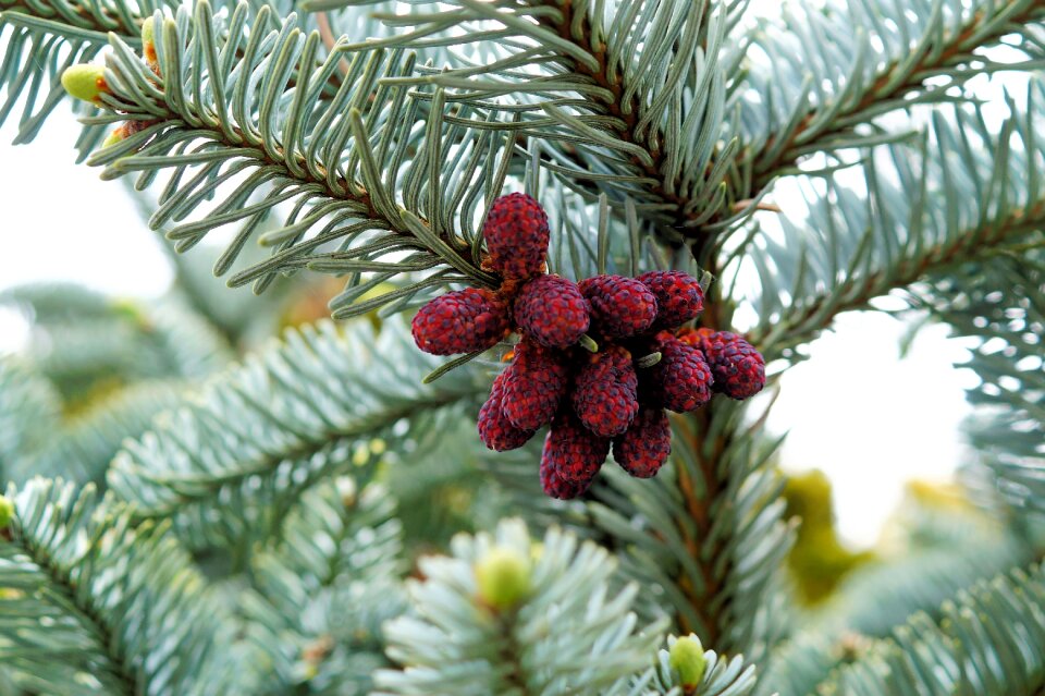 Needles branches young