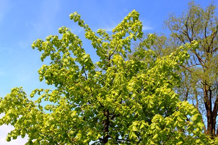 Foliage sky blue spring