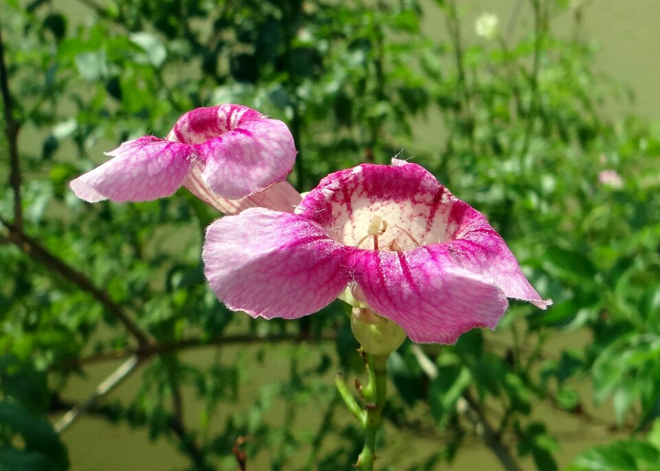 Pink podranea brycei bignoniaceae