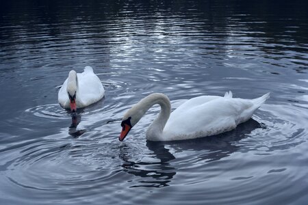 Swans feeding pond photo