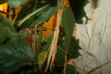 Scare insect disguised