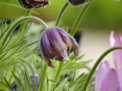 Pasqueflower hairy hairy männle