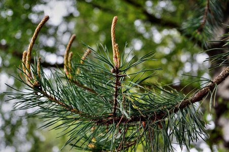Pine needles pine greenhouse western