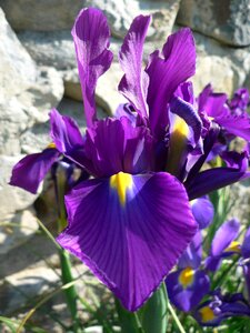 Bloom violet flower
