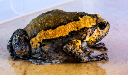 Anuran frog amphibians